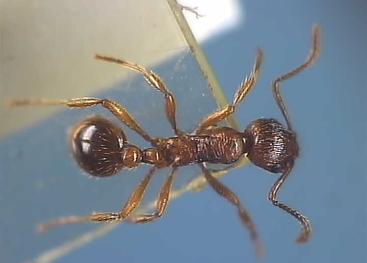 Myrmica 1